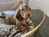Shadow , a male Miniature Dachshund for sale in Venus, FL – Photo 1 of 10