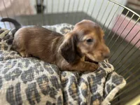 Shadow , a male Miniature Dachshund for sale in Venus, FL – Photo 2 of 10