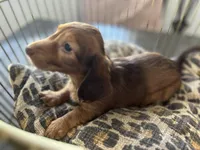 Shadow , a male Miniature Dachshund for sale in Venus, FL – Photo 4 of 10