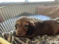 Shadow , a male Miniature Dachshund for sale in Venus, FL – Photo 3 of 10