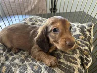 Shadow , a male Miniature Dachshund for sale in Venus, FL – Photo 10 of 10