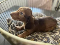 Shadow , a male Miniature Dachshund for sale in Venus, FL – Photo 7 of 10