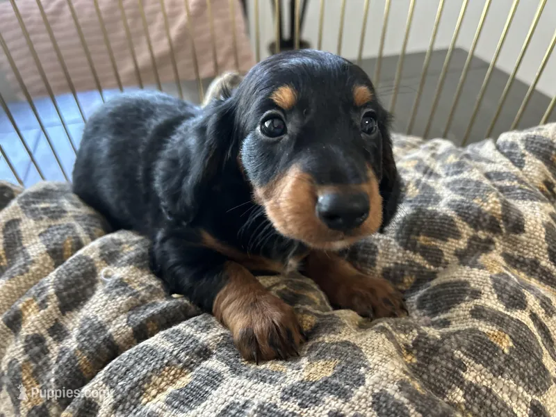 Abby  – Miniature Dachshund puppy for sale in Venus, FL
