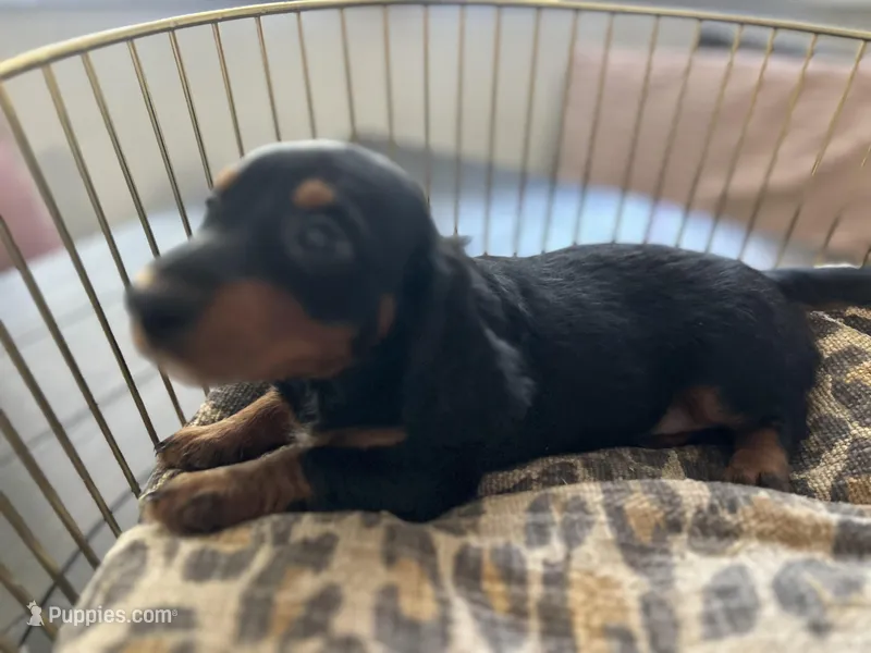 Abby  – Miniature Dachshund puppy for sale in Venus, FL