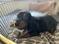 Abby , a female Miniature Dachshund for sale in Venus, FL – Photo 2 of 10