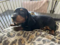 Abby , a female Miniature Dachshund for sale in Venus, FL – Photo 6 of 10
