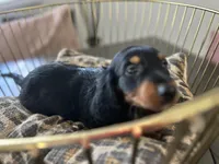 Abby , a female Miniature Dachshund for sale in Venus, FL – Photo 10 of 10