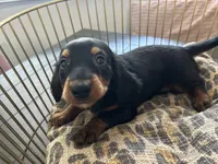 Abby , a female Miniature Dachshund for sale in Venus, FL – Photo 8 of 10