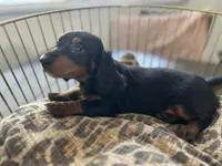 Abby , a female Miniature Dachshund for sale in Venus, FL – Photo 3 of 10