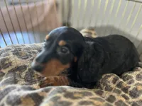 Abby , a female Miniature Dachshund for sale in Venus, FL – Photo 9 of 10