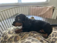 Abby , a female Miniature Dachshund for sale in Venus, FL – Photo 5 of 10