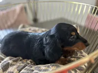 Abby , a female Miniature Dachshund for sale in Venus, FL – Photo 7 of 10