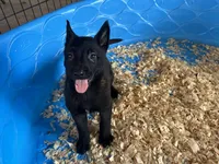 Roy, a male Belgian Malinois for sale in Venus, FL – Photo 5 of 6