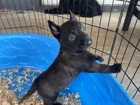 Roy, a male Belgian Malinois for sale in Venus, FL – Photo 3 of 6