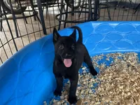 Roy, a male Belgian Malinois for sale in Venus, FL – Photo 1 of 6