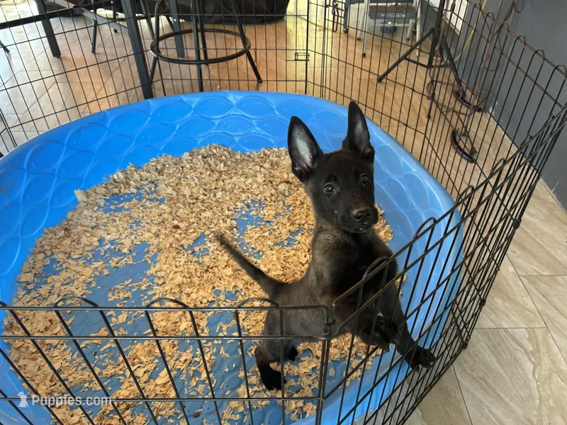 Roy – Belgian Malinois puppy for sale in Venus, FL