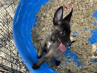 Luke, a male Belgian Malinois for sale in Venus, FL – 2 of 8