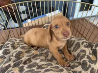 Freddy, a male Miniature Dachshund for sale in Venus, FL – 10 of 10