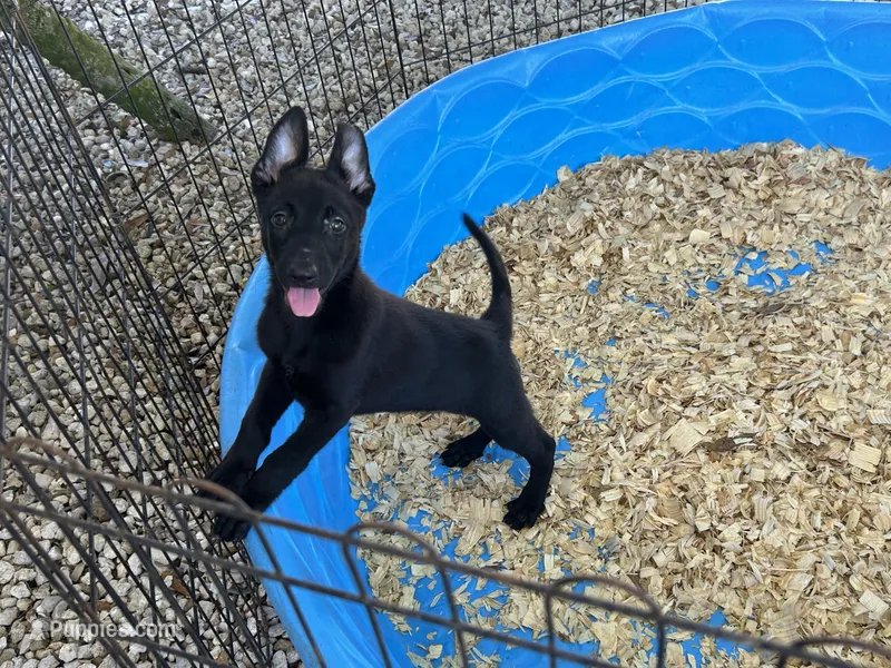 Eva – Belgian Malinois puppy for sale in Venus, FL