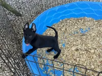 Eva, a female Belgian Malinois for sale in Venus, FL – 7 of 9