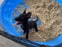 Shelby, a female Belgian Malinois for sale in Venus, FL – Photo 7 of 7