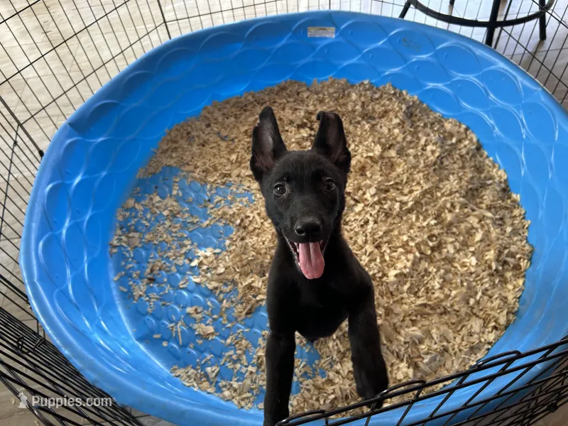 Shelby – Belgian Malinois puppy for sale in Venus, FL