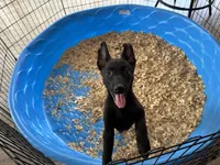 Shelby, a female Belgian Malinois for sale in Venus, FL – Photo 1 of 7