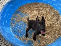 Shelby, a female Belgian Malinois for sale in Venus, FL – Photo 4 of 7