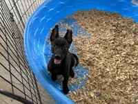 Shelby, a female Belgian Malinois for sale in Venus, FL – Photo 3 of 7