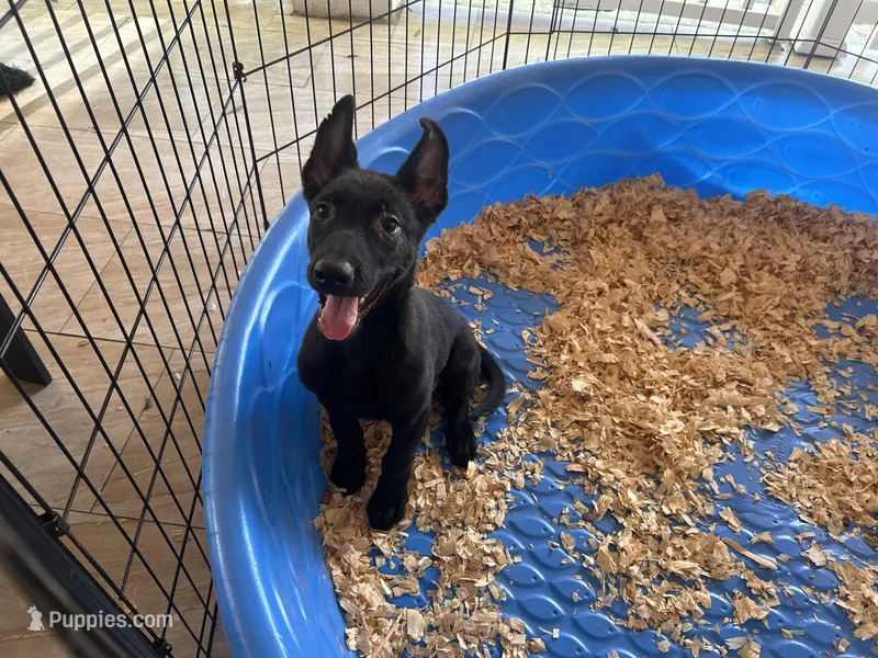 Shelby – Belgian Malinois puppy for sale in Venus, FL