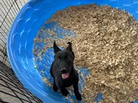 Shelby, a female Belgian Malinois for sale in Venus, FL – Photo 6 of 7