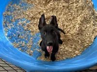 Shelby, a female Belgian Malinois for sale in Venus, FL – Photo 2 of 7