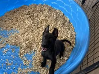 Shelby, a female Belgian Malinois for sale in Venus, FL – Photo 5 of 7