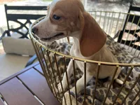 Marcie, a female Beagle for sale in Venus, FL – 6 of 8