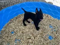 Eva, a female Belgian Malinois for sale in Venus, FL – 5 of 9