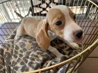 Marcie, a female Beagle for sale in Venus, FL – 2 of 8