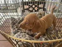 Freddy, a male Miniature Dachshund for sale in Venus, FL – 5 of 10