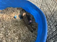 Ronnie, a male Belgian Malinois for sale in Venus, FL – 2 of 4