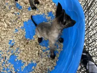 Luke, a male Belgian Malinois for sale in Venus, FL – 7 of 8