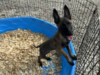 Princess, a female Belgian Malinois for sale in Venus, FL – 2 of 8