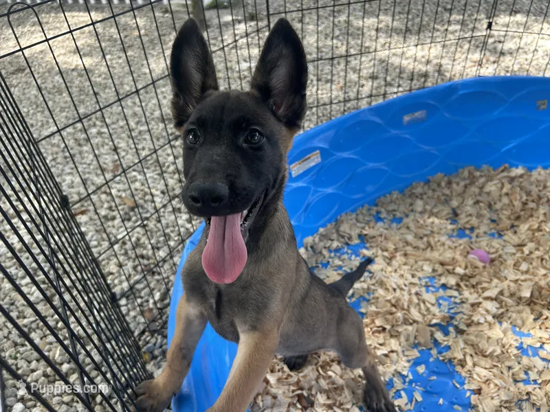 Roly – Belgian Malinois puppy for sale in Venus, FL