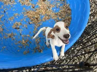 Charlie , a male Beagle for sale in Venus, FL – 7 of 7