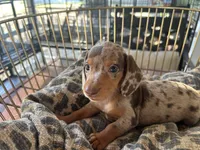 Hershey , a female Miniature Dachshund for sale in Venus, FL – 9 of 10