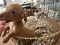 Red , a male Miniature Dachshund for sale in Venus, FL – Photo 6 of 7