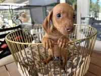 Red , a male Miniature Dachshund for sale in Venus, FL – Photo 3 of 7