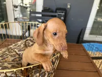 Red , a male Miniature Dachshund for sale in Venus, FL – Photo 2 of 7