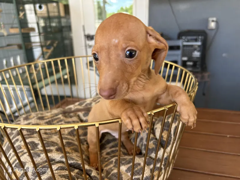 Red  – Miniature Dachshund puppy for sale in Venus, FL