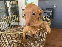 Red , a male Miniature Dachshund for sale in Venus, FL – Photo 1 of 7