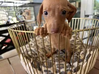 Red , a male Miniature Dachshund for sale in Venus, FL – Photo 5 of 7