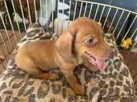 Ariel, a female Miniature Dachshund for sale in Venus, FL – 6 of 10